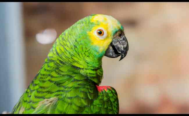 Amazon Parrot Facts, Habits, Types & More 2023 Best Info