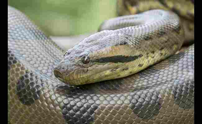 Anaconda Behavior, Habitat, Diet, Type & More 2023 Best Info