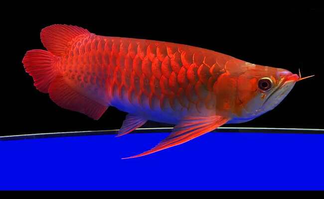 Asian Arowana Fish 2023 Best Info With Details