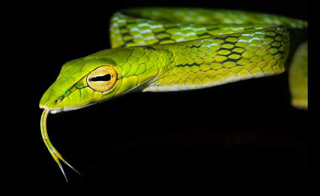 Asian Vine Snake 2023 Best Info About Asian Vine Snake