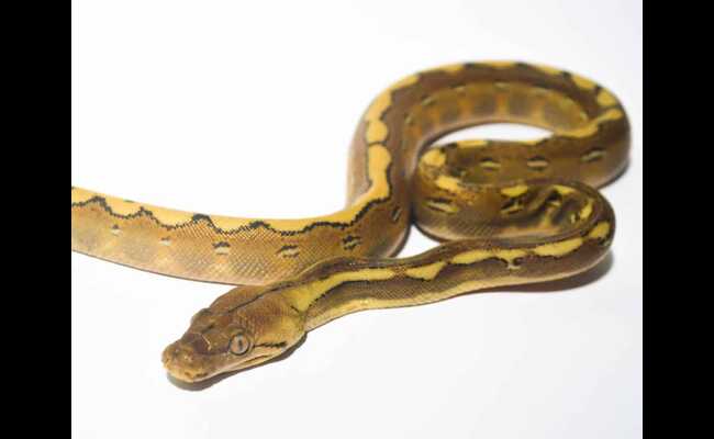 Cow Reticulated Pythons 2023 Best Info With Details