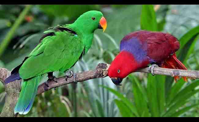 Eclectus Parrot 2023 Best Info With Details