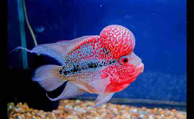 Flowerhorn Fish 2023 Best Info With Details