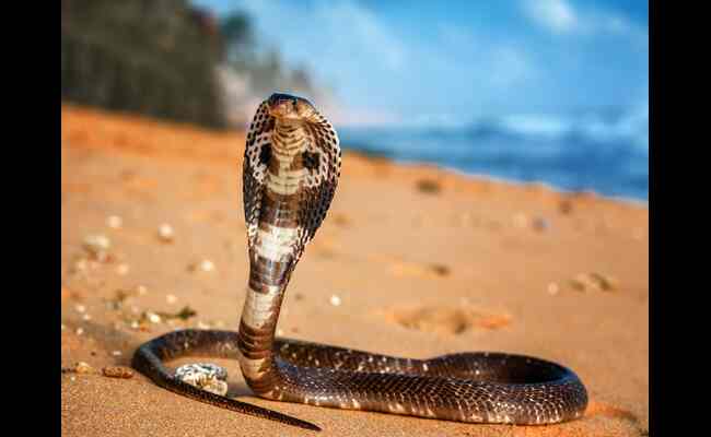 King Cobras Facts, Behavior, Habitat, & Diet 2023 Best Info