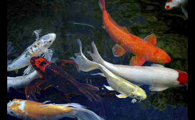 Koi Fish Facts, Habitat & More 2023 Best Info