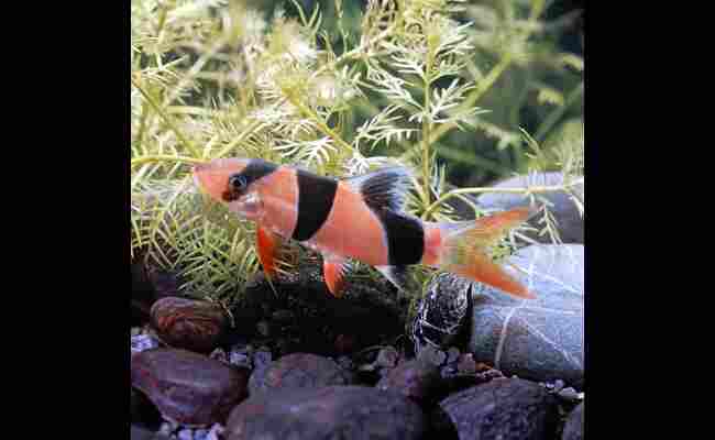 Loach Fish Facts, Species, Habitat & More 2023 Best Info