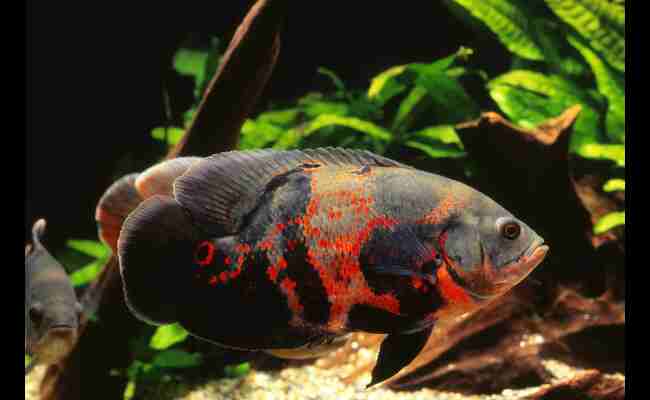 Oscar Fish Facts, Habitat & More 2023 Best Info