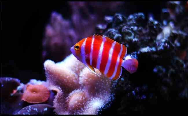 Peppermint Angelfish 2023 Best Info With Details