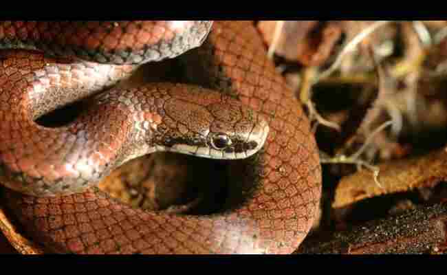 Sharp-tailed Snake 2023 Best Info With Details 