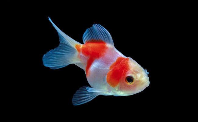 Goldfish Scientific Name, Types & More 2023 Best Info