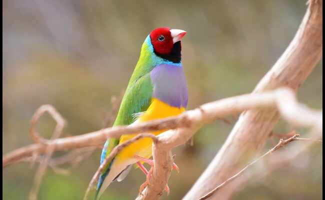 Gouldian Finch Facts, Habitat, Papulation & More Best Info