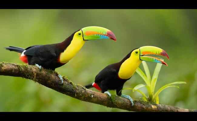 Keel-Billed Toucan 2023 Best Info With Details 